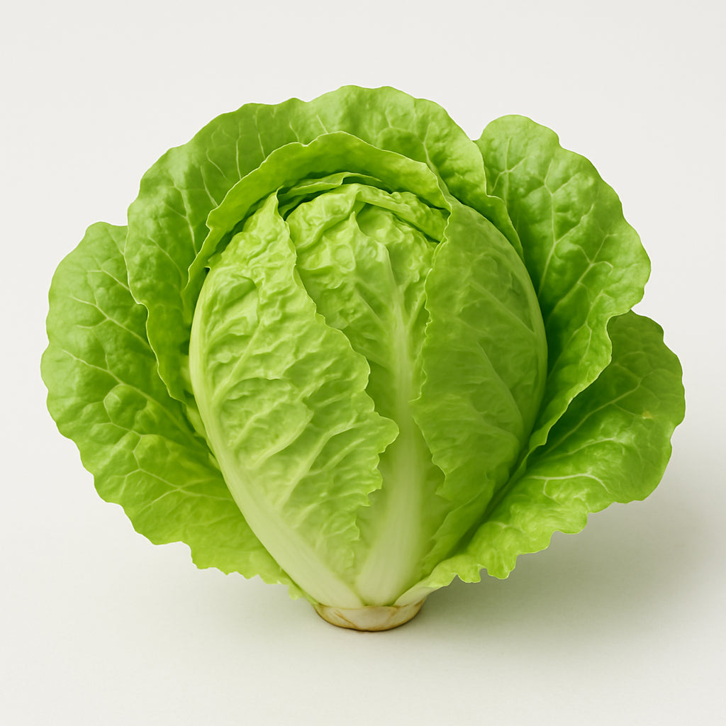 Lettuce